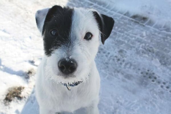 Dog sitting on snowy path with car tire tracks, photo