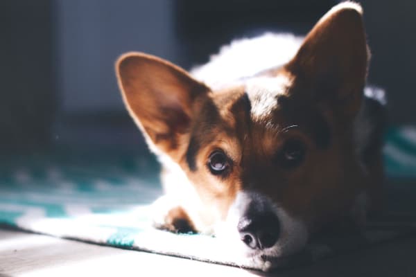 fearful dog sitting on rug, photo