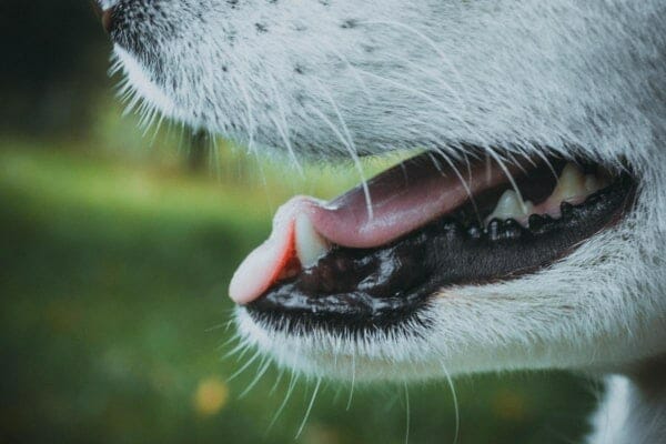 close up of dog's mouth panting, photo