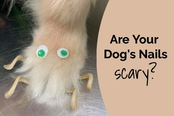 dog's paw with long, curly toenails. googly eyes on paw and title: are your dog's nails scary? photo. 
