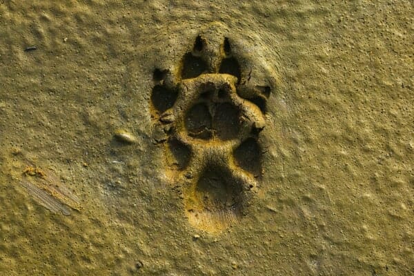 photo of dog's pawprint in wet soil 