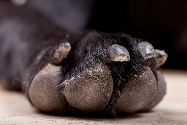 photo of a dog's paws with nails trimmed as a way to help a dog who is afraid of hardwood floors