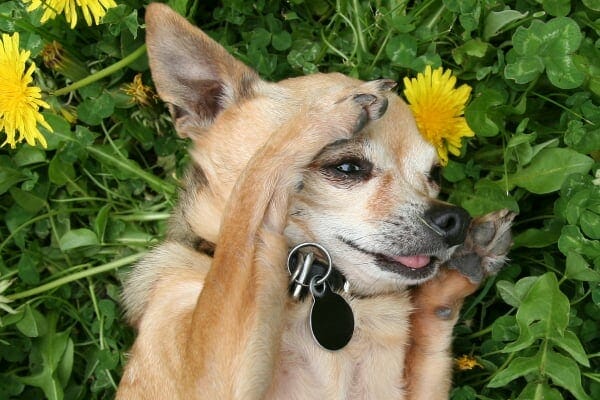 Senior dog rubbing face with paws (a sign of allergies) and lying in green grass and dandelions