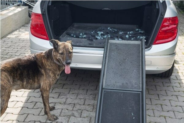Large, geriatric dog standing by a dog ramp and getting ready to comfortably enter the car using the ramp