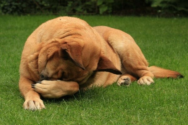 Dog sitting outside and using his paw to rub his itchy face for relief from allergies