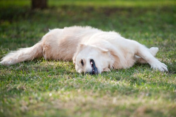 Golden Retriever ocierając twarz o trawę, fot. 