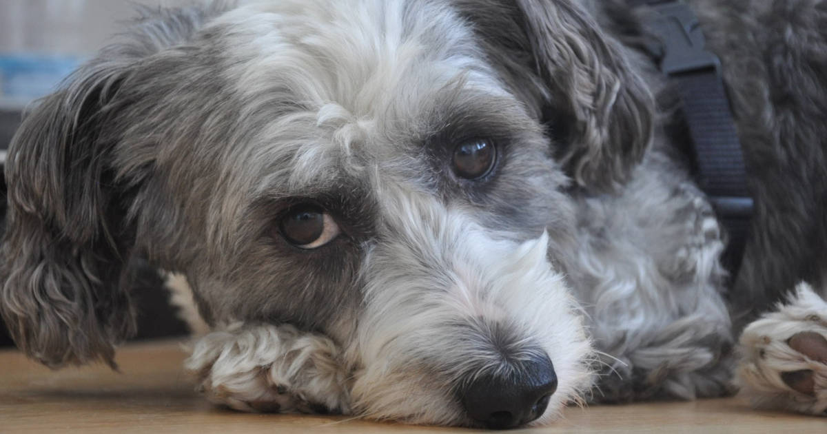 Pancreatitis in Dogs: Do You Know the Signs, Risk Factors?