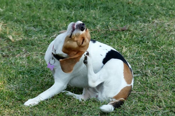 草の中の犬は背中で耳を掻いて、写真