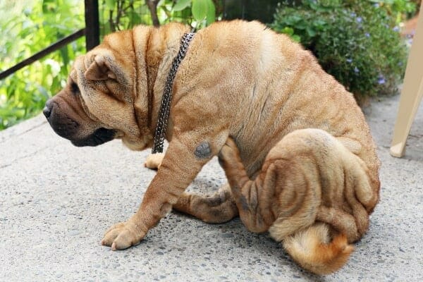 A dog scratching under her armpit, which is a sign of allergies