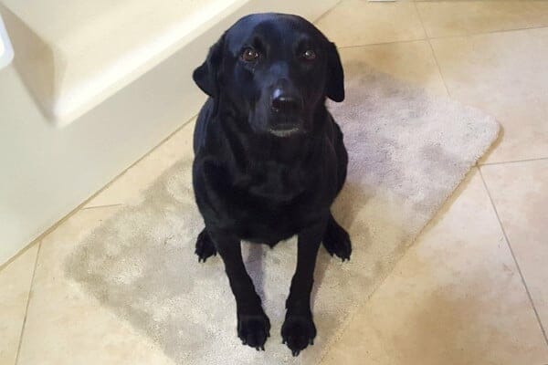 black labrador retriever sitting on run, photo