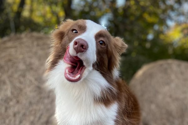 dog sitting outdoors, photo