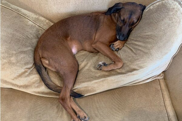 Redbone Coonhound sleeping on couch
