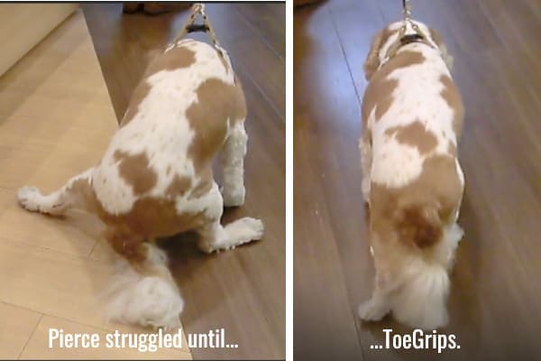 Dog slipping on hardwood floors before after photo