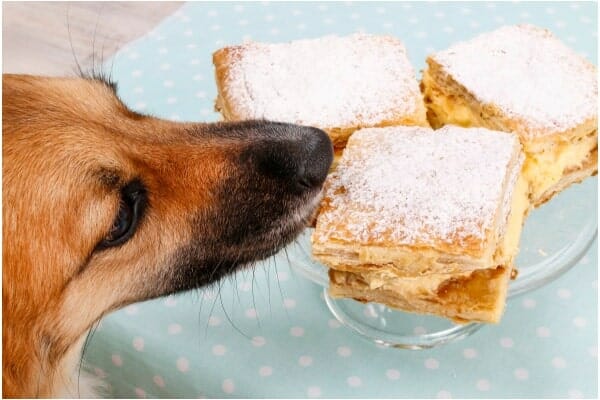 Dog sniffing Thanksgiving dessert