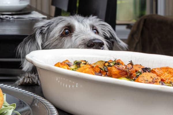 Dog peeking into a savory Thanksgiving side dish with onions and seasonings that are Thanksgiving foods dangerous for dogs