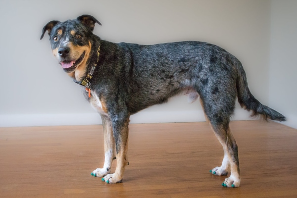 Happy dog not slipping on floor but standing confidently wearing non-slip nail grips, photo