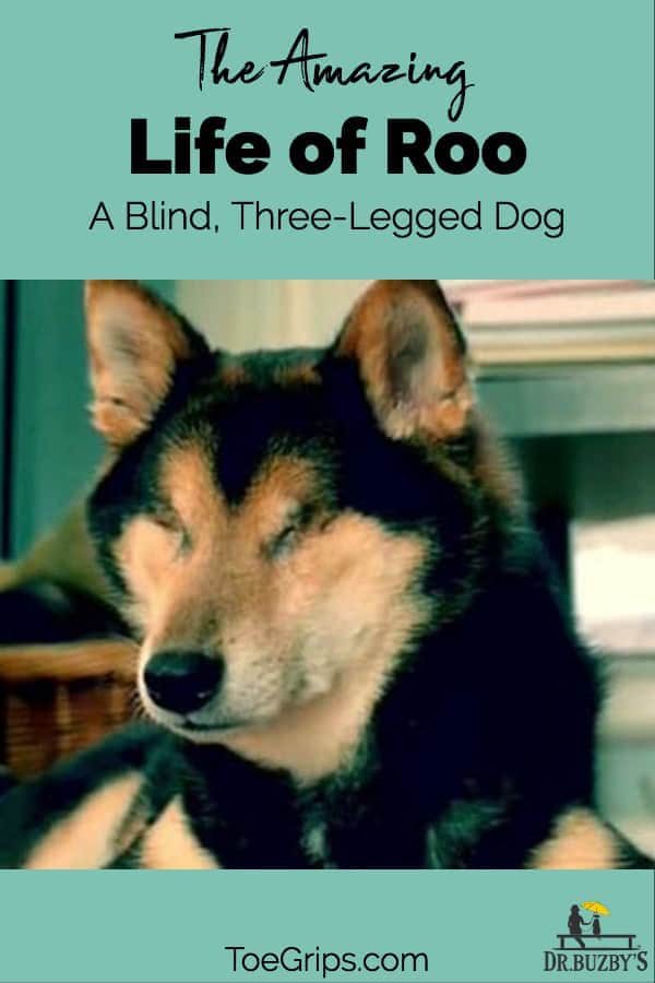 Blind, three-legged dog and title The Amazing Life of Roo a blind, three legged dog 