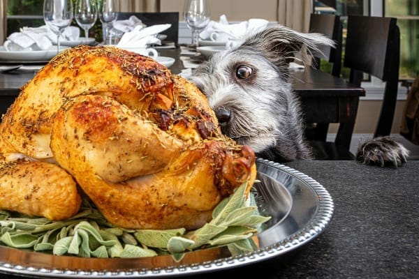 Dog looking at a Thanksgiving turkey covered in seasoning 