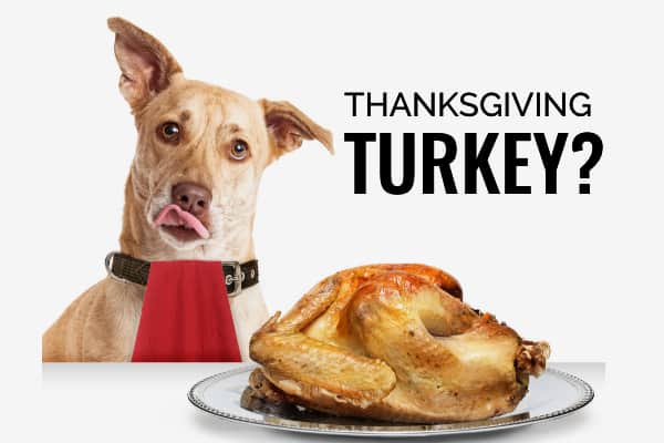 Dog looking at a Thanksgiving turkey with title Thanksgiving Turkey