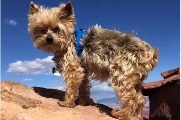 Senior dog standing on rock, photo