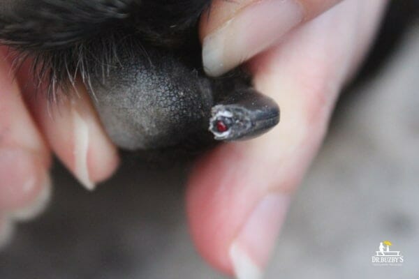 Close-up view of a black dog's nail bleeding very slightly from cutting the toenail too short and nicking the quick