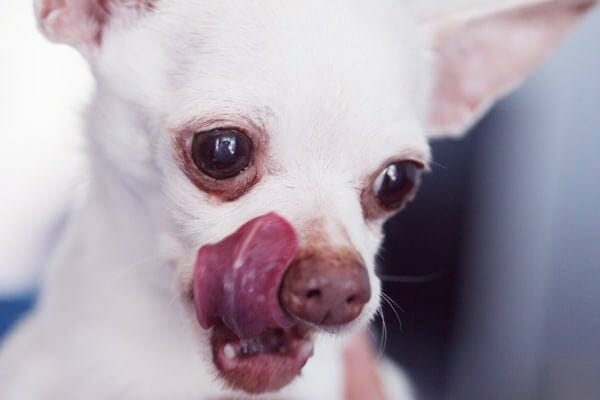 photo small dog with tongue out as if tasting the best joint supplement for dogs