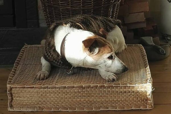 Senior dog lying on rug following dental surgery, photo