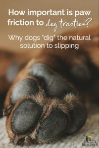 Close-up of a dog's paw pad and title How important is paw friction to dog traction: why dogs "dig" the natural solution to slipping