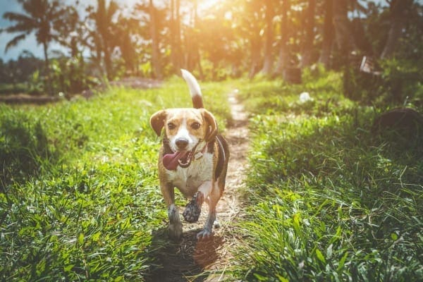 Beagle running on a trail through the woods.