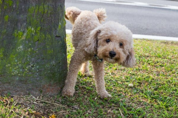 Male dog lifting his leg and peeing in the morning