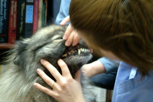 Owner looking at dog's gum color as one of the ways to check a dog's vital signs