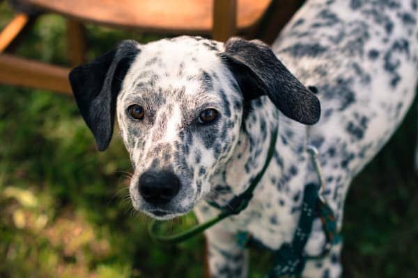 From Dog Respiratory Rate To Heart Rate Keeping A Pulse On Your Dog