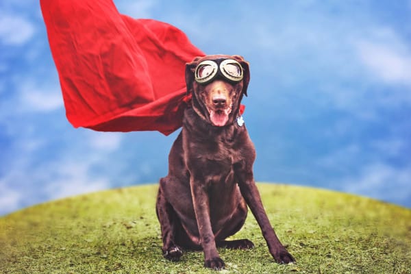 dog wearing a red cape. photo. 