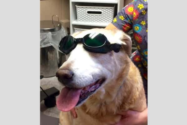 Old dog wearing doggles before laser therapy treatment, photo