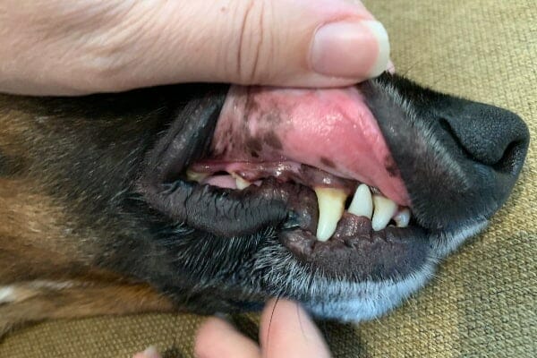 Dr. Buzby's hand lifting the flap of dog's gums to check gum and dental health, photo