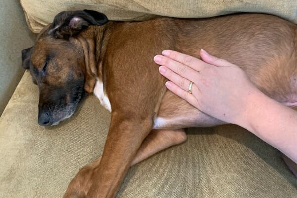 Dr. Buzby's hand gently placed on the  left side of dog's chest to feel the dog's heart rate, photo