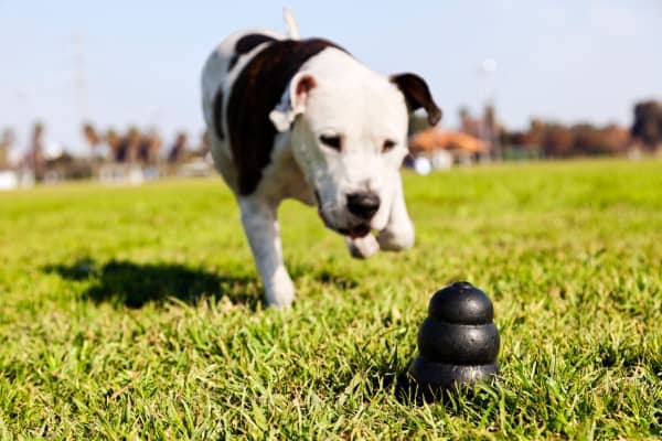 dog with dog chewing toy