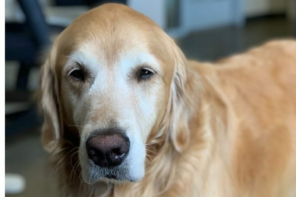 senior dog with allergies, photo 