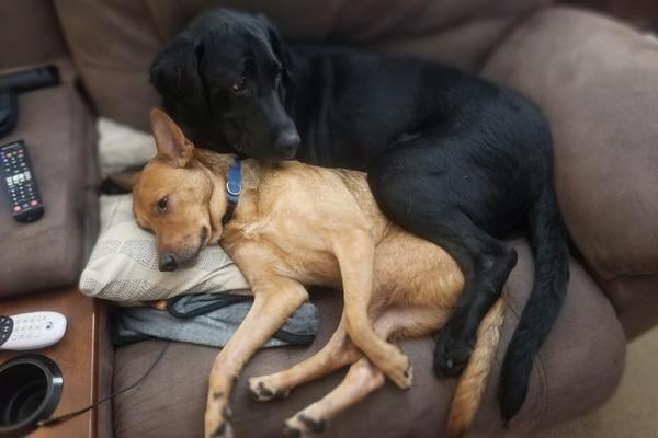 Dr. Irish's dog with hemangiosarcoma  sleeping on couch next to a healthy dog