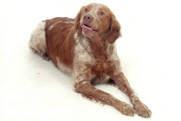 Rusty, a senior dog who underwent tie back surgery, photo
