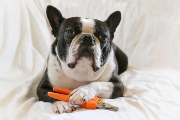 vet recommended nail clippers for dogs