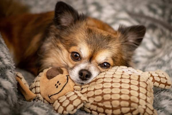 photo dog and snuggle toy as one of the essentials to bring when evacuating with pets in a hurricane