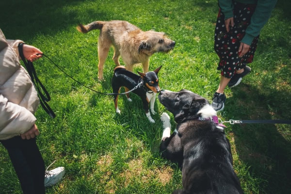 Dogs at a dog park together