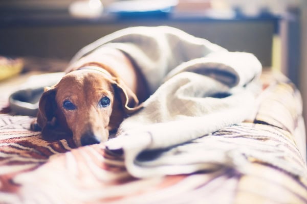 Senior Dachshund laying under blankets