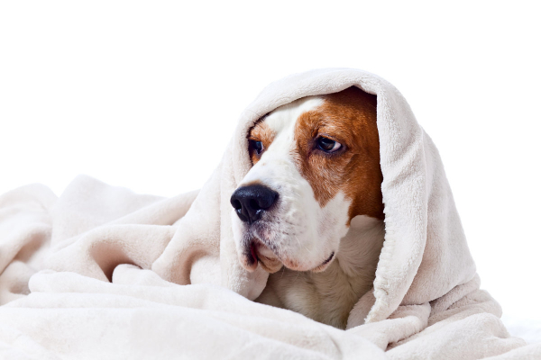 Dog with a cold under a blanket