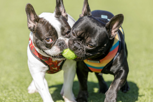 Two frenchies playing together