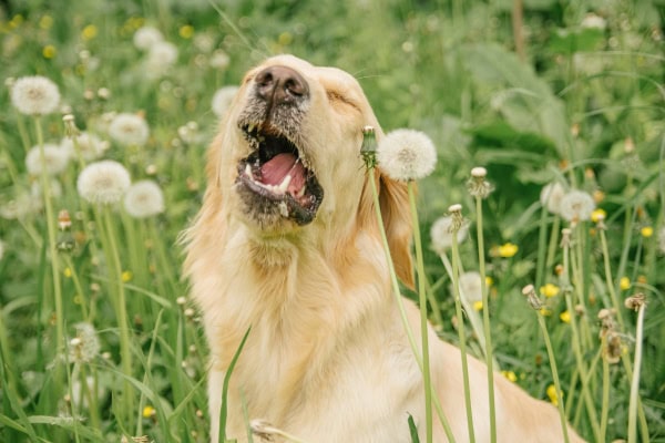 Dog in a field sneezing from a cold