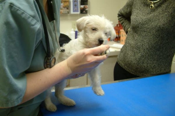 Small white dog being examined by a vet, photo