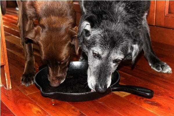 Two dogs eating from a skillet as an example of pancreatitis in dogs waiting to happen, photo