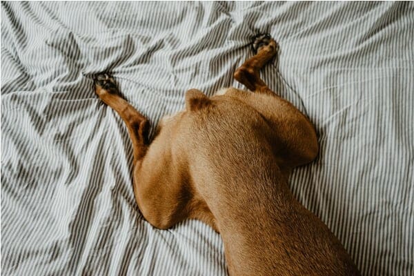 Dog's hind legs lying on bedding, which is a common place to see wet spots—a sign of dog incontinence.